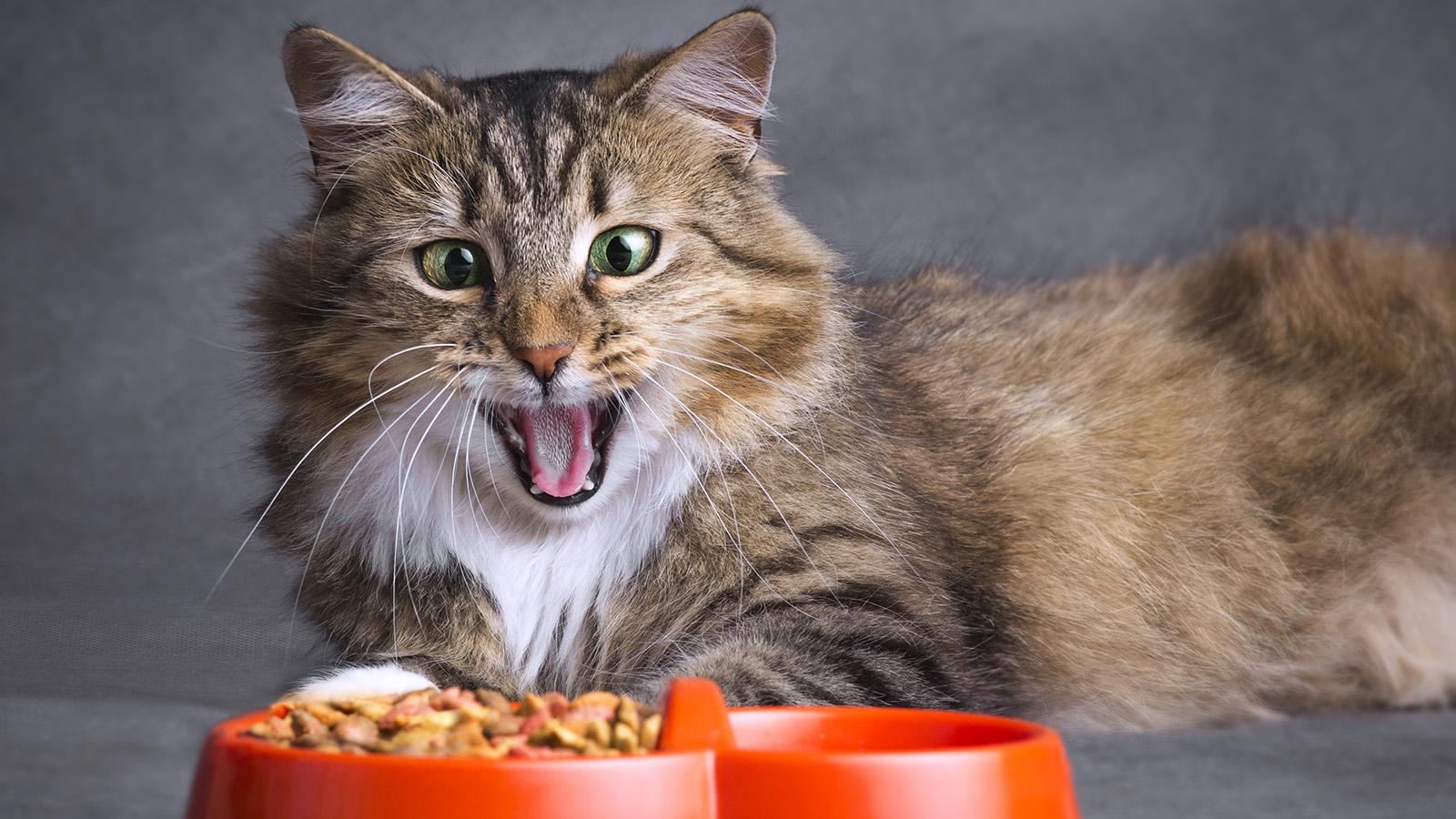 Comparing Top Pet Food Brands